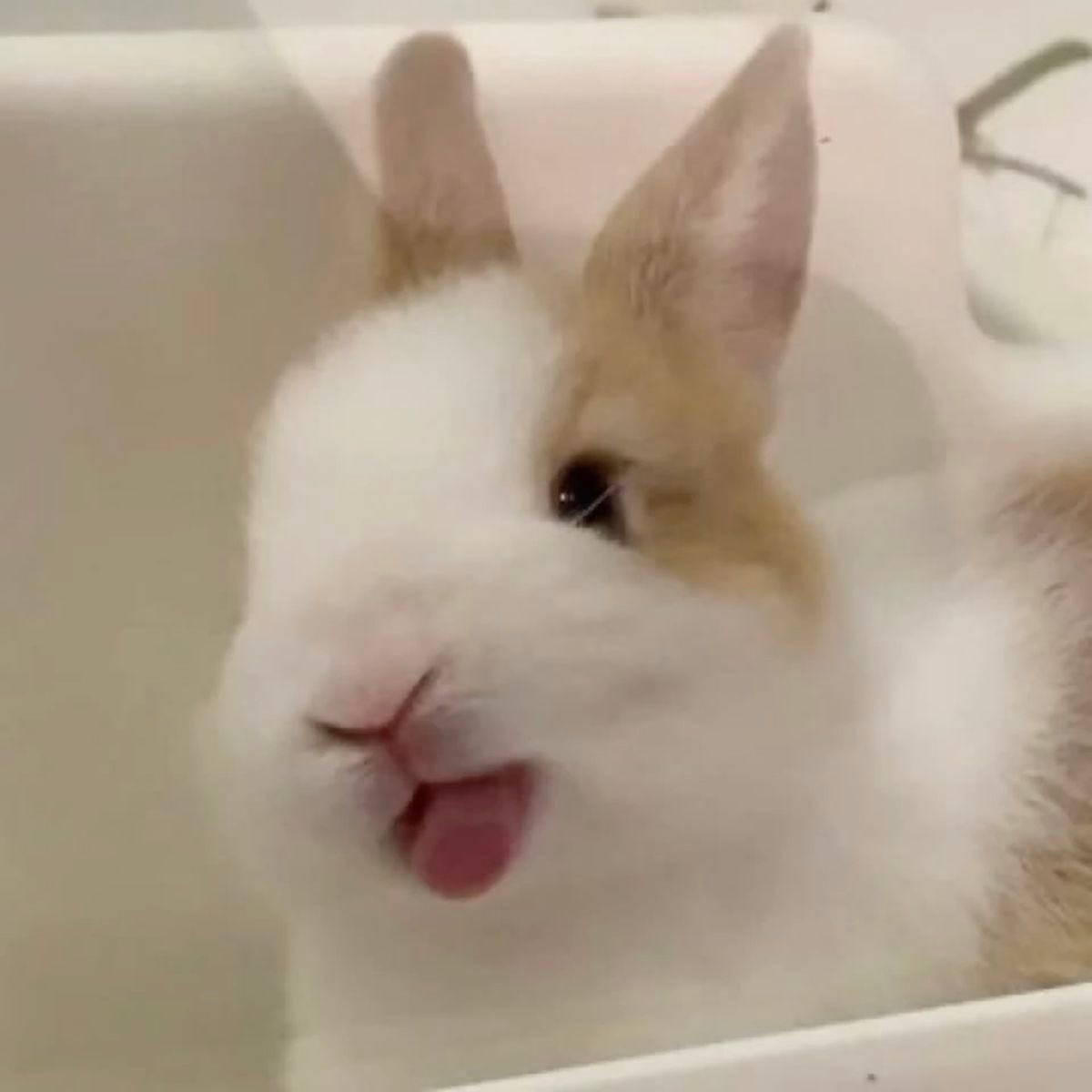 oscar piastri but he is every animal tweet media