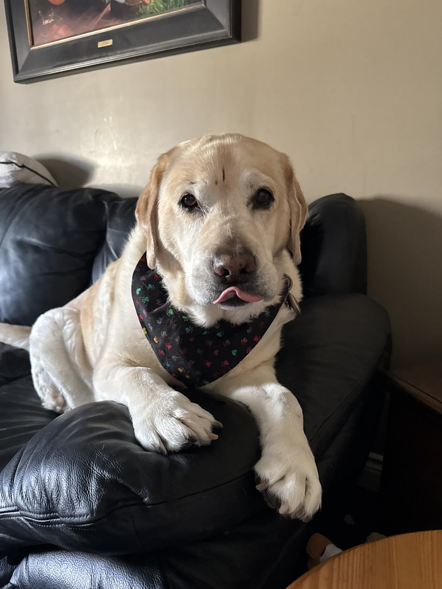 💛 Linda 👩 & Daisy 🦮 💛 tweet media