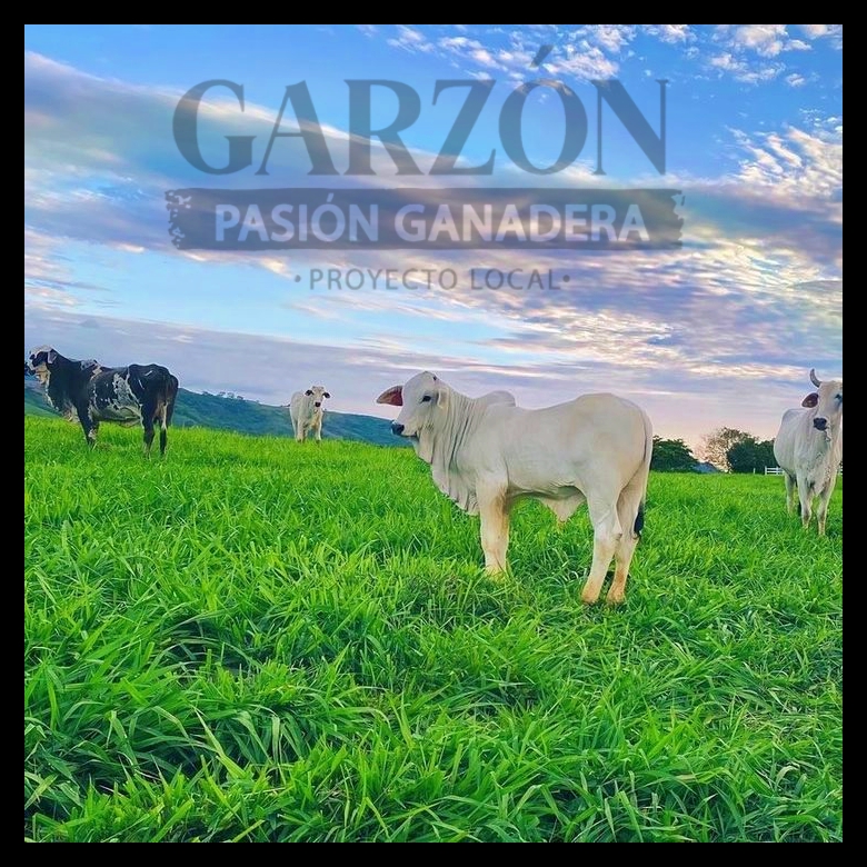 Garzón Pasión Ganadera tweet media