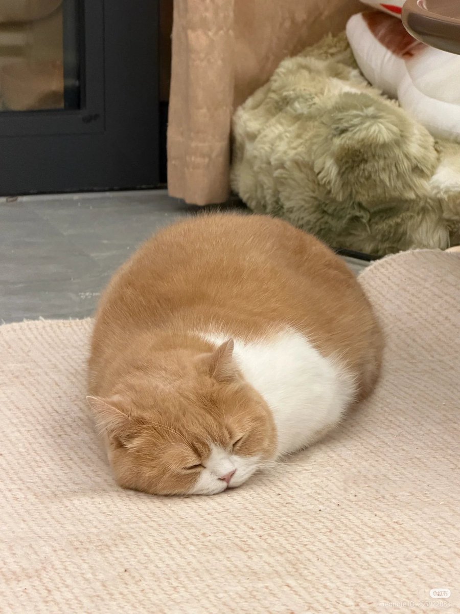 No Context Cats tweet media