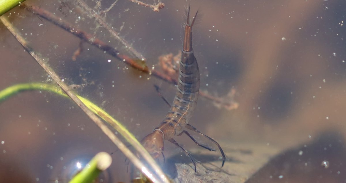 Friends of Wildern Local Nature Reserve tweet media