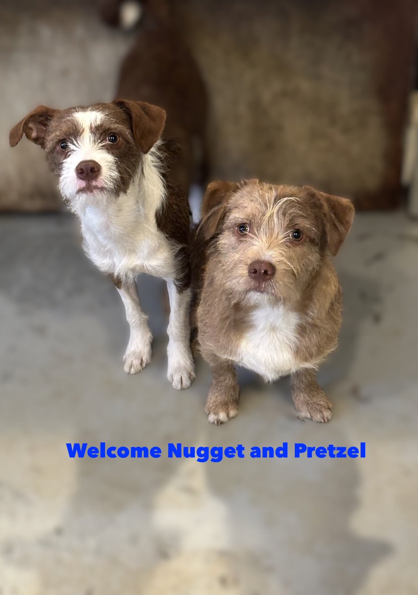 City Dogs tweet media
