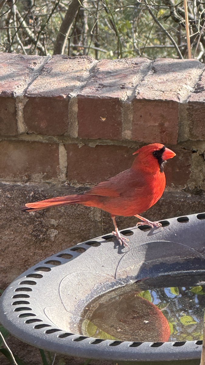 🧨 Ferndale Int’l Observatory tweet media