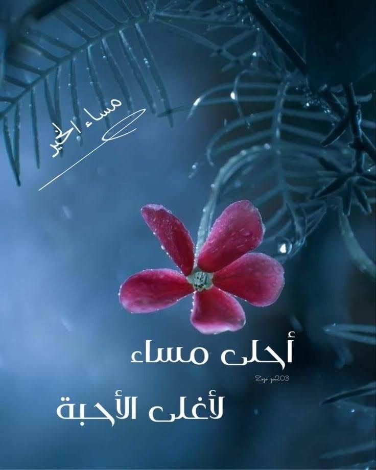 صوفيا tweet media