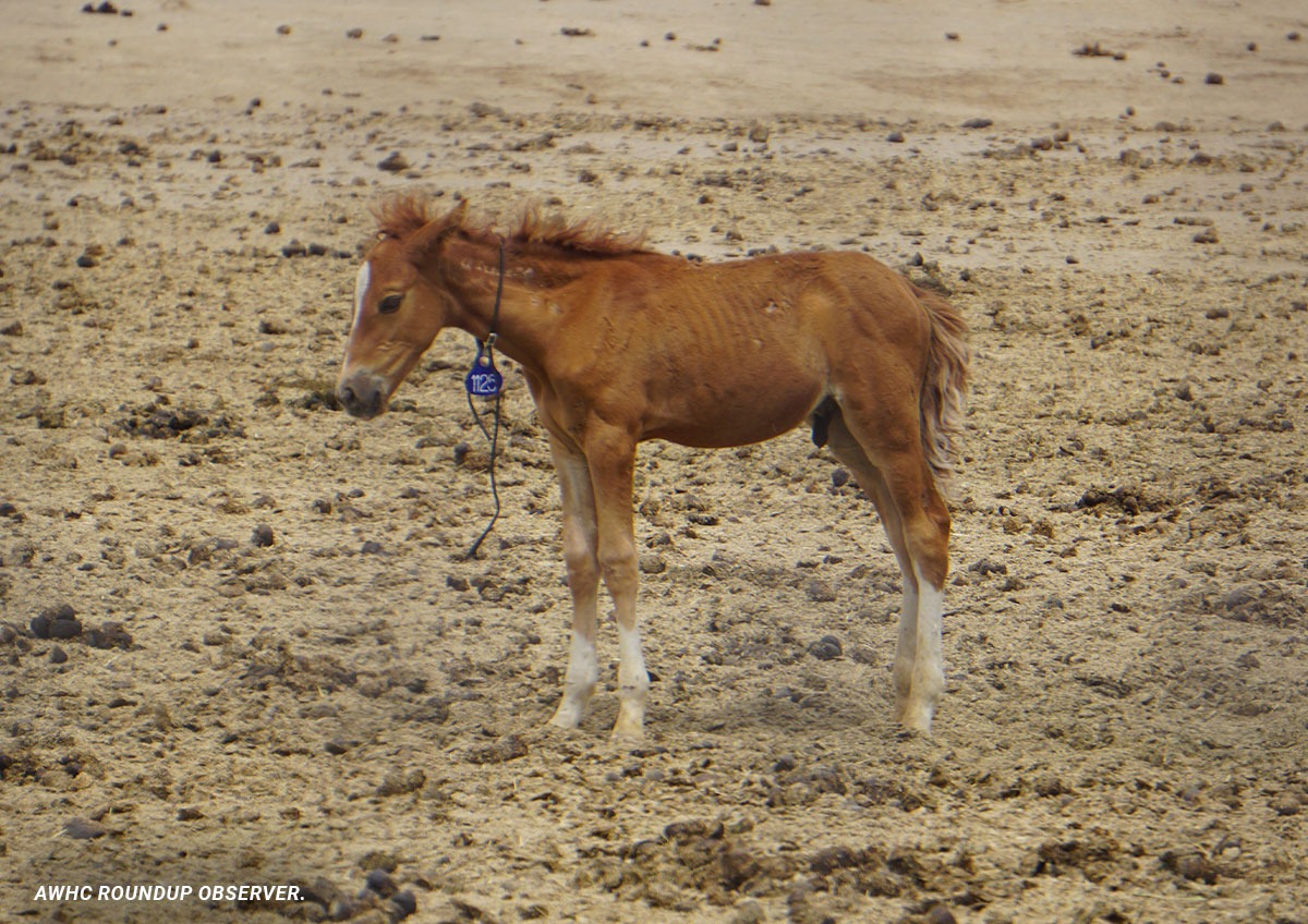 American Wild Horse Conservation tweet media
