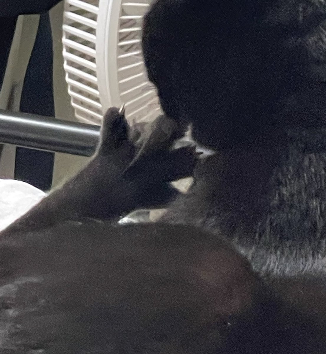 서렌𓄿 tweet media