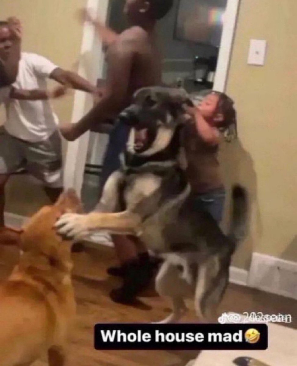 what a rascal*･｡ﾟ⌒ヽ(*'､^*) tweet media