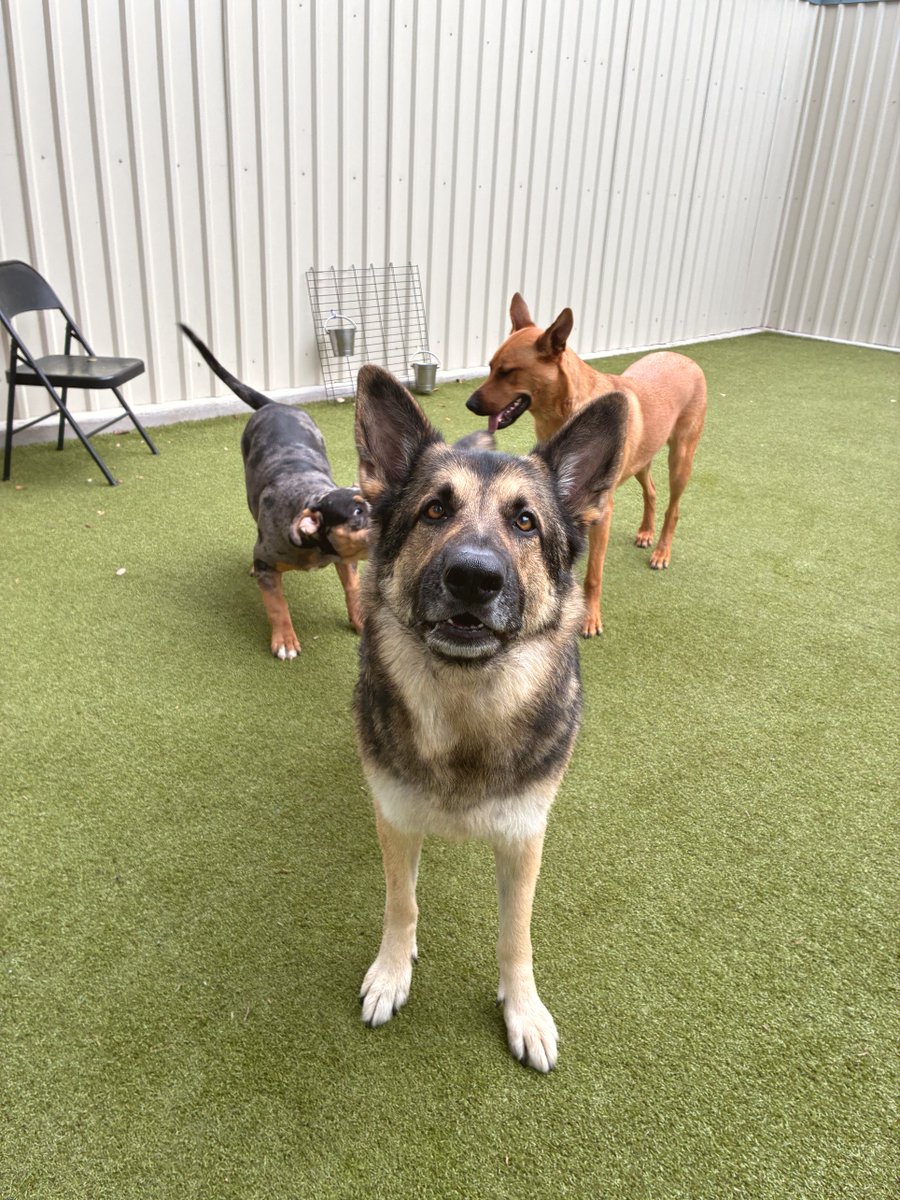 metro_plano's tweet photo. Jake says happy Tuesday!! 🐶🐾
#MetroAnimals #PlanoDog #DogsOfDallas https://t.co/SjOXSQtMoy