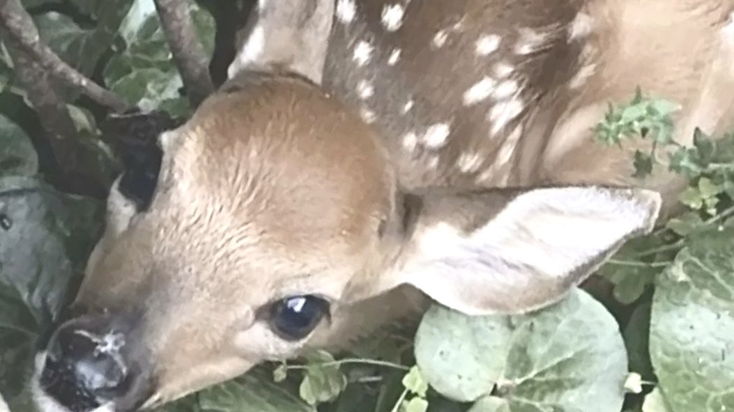 nova 𑣿 tweet media