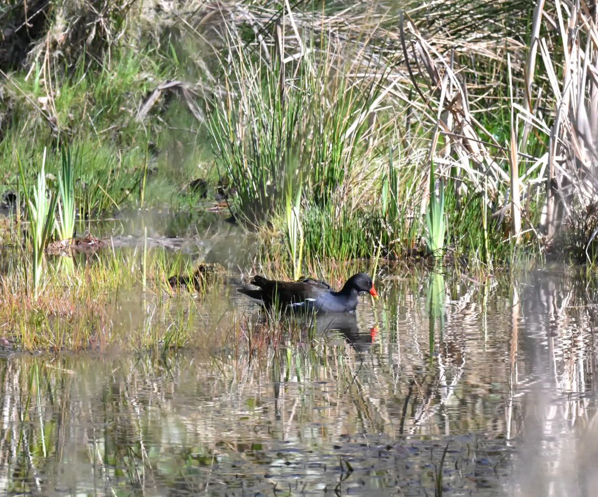Friends of Wildern Local Nature Reserve tweet media
