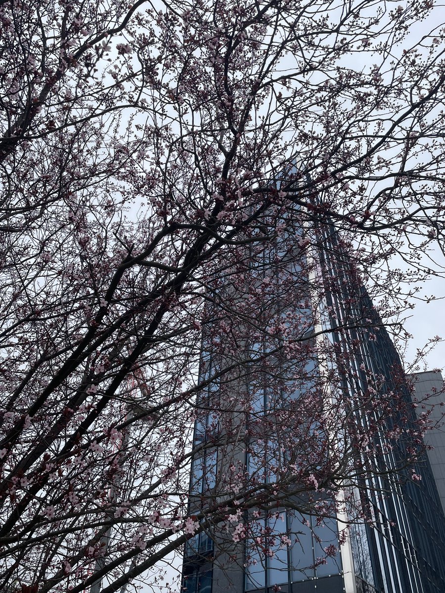 新メガドライバー@ゲーム倶楽部「まぐろ」✨ tweet media