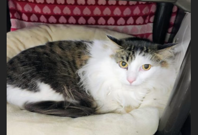 Hollywood Dogs tweet media