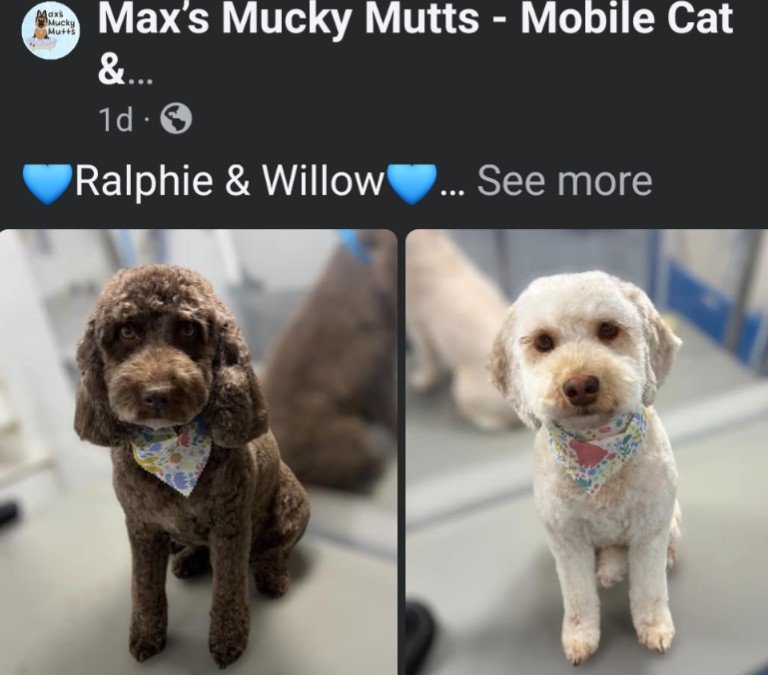 Piperdoon6 tweet media