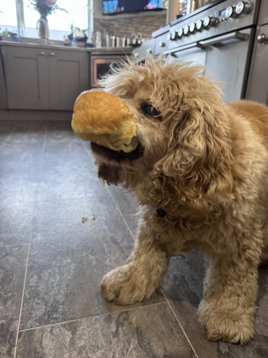 Super Spaniels tweet media