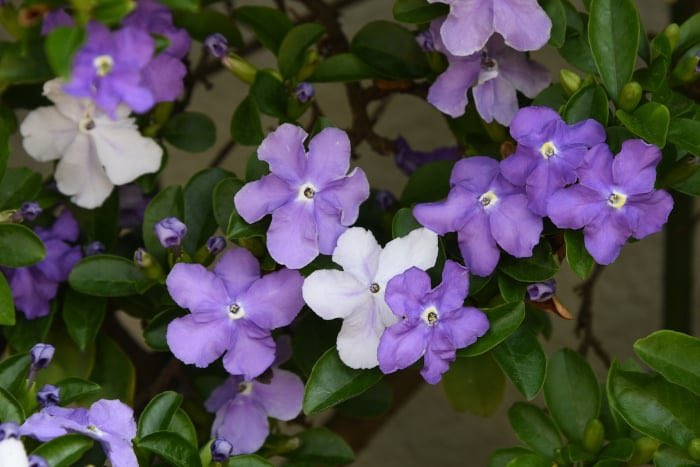 アフガンRAY tweet media