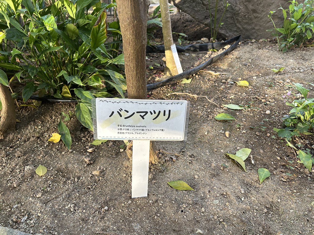 アフガンRAY tweet media