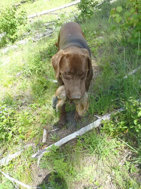 Rod Halvorsen at EVR_Forge. Jeremiah 6:16 tweet media