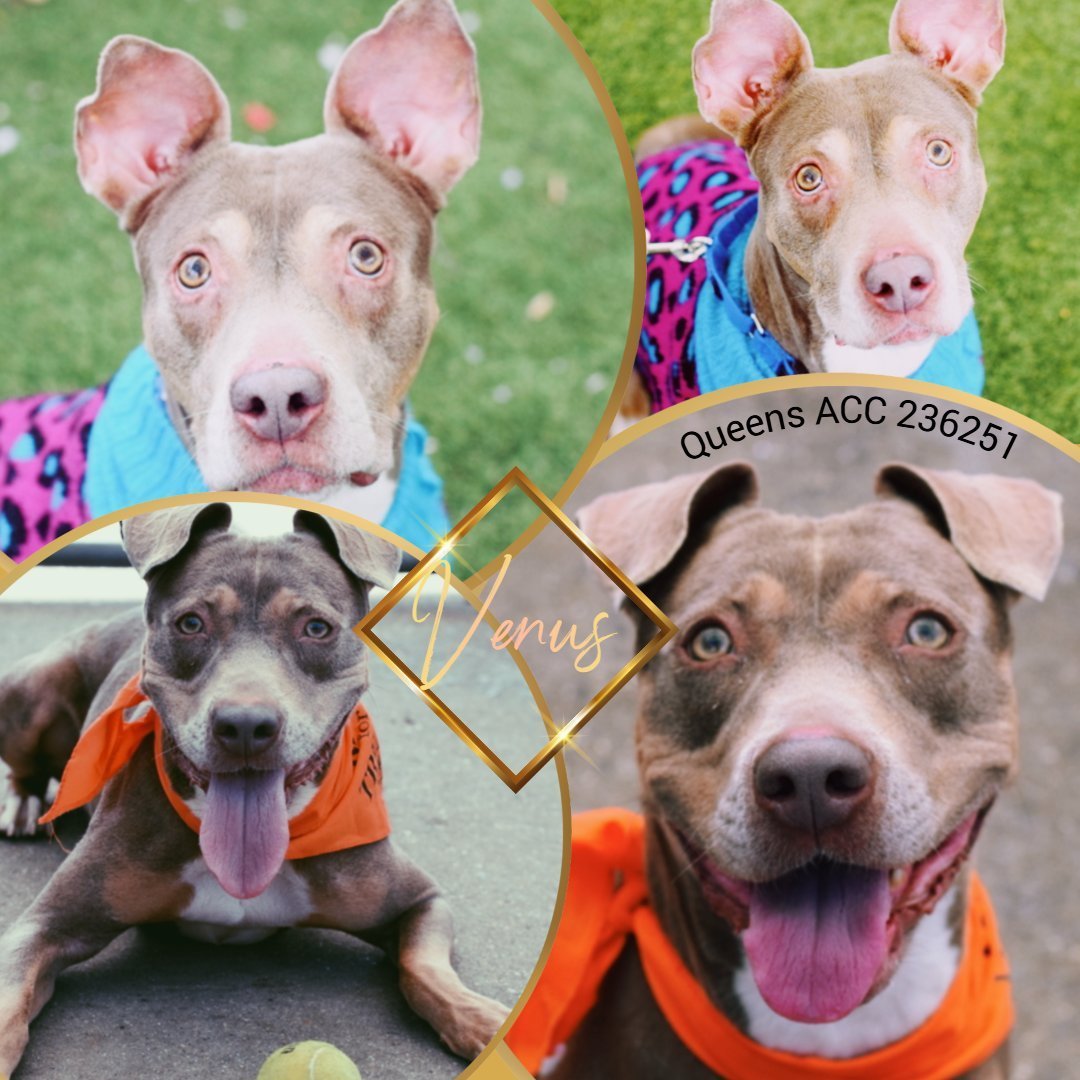 x.com/notthesameone2… 
Dear Friends Please rescue 11 yo Venus NYCACC
#FosterNeeded #EmergencyFoster #FosterSaveLives
<a href="/HoundsInPounds/">Hounds in Pounds</a> <a href="/PoundHoundsResQ/">Pound Hounds ResQ</a> <a href="/TAV4ACCMedicals/">Team Animal Voice #NYCACC Dogs #TAP4ACCDOGS</a> <a href="/nyanimalrescue/">nyanimalrescue</a> <a href="/AMAAnimalRescue/">AMA Animal Rescue</a> <a href="/MiracleLnResq/">Miracle Lane</a>
<a href="/muddypawsNE/">Muddy Paws Second Chance Rescue</a>