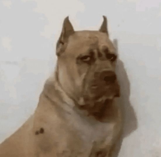 thevoctorgd's tweet image. Ojalá se muera el puto UEFN, la mayoría de mapas son una mierda copia de la copia de la mierda y les pagan lo que no tienen los hijos de perra, la verdadera huelga debería ser dejar de jugar mapas uefn