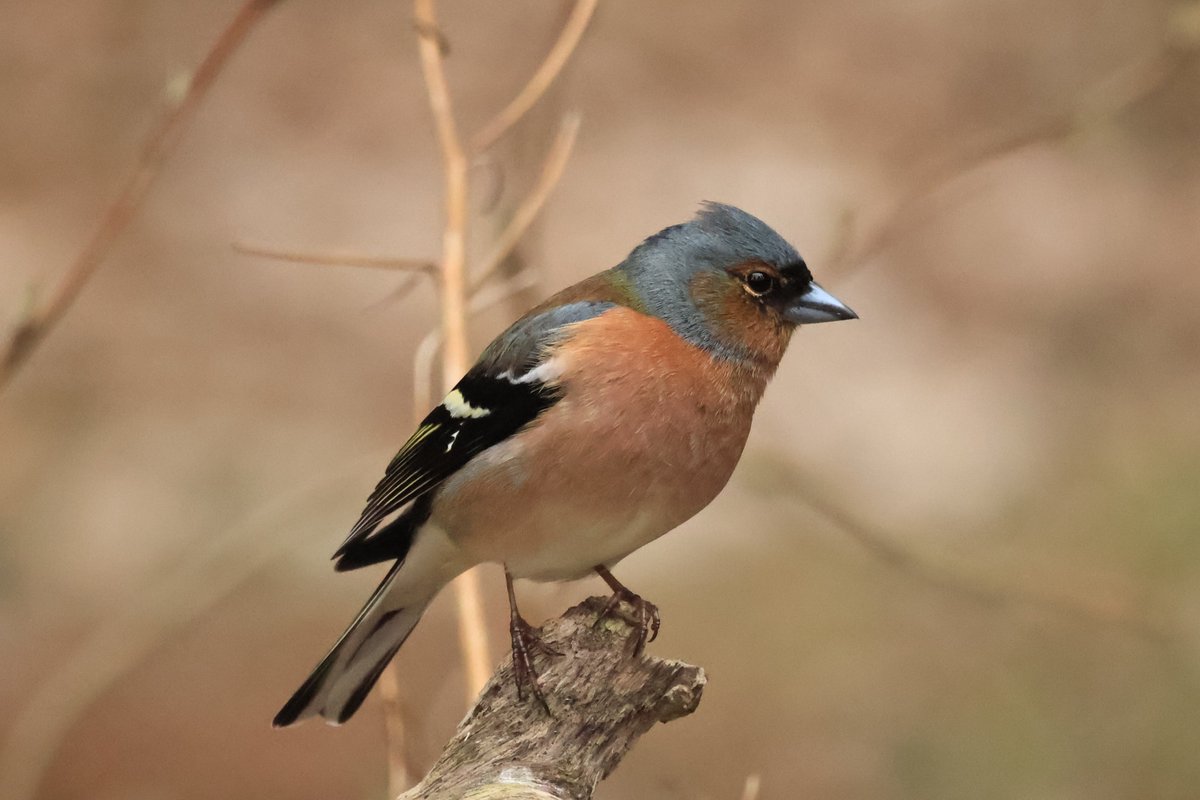 Thomas Mikkelsen tweet media