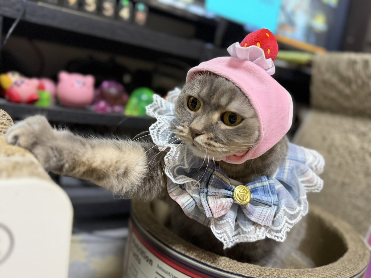 ちゃもみ tweet media