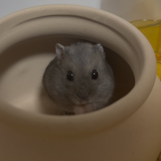 졸린 이장과 쥐인님들 tweet media