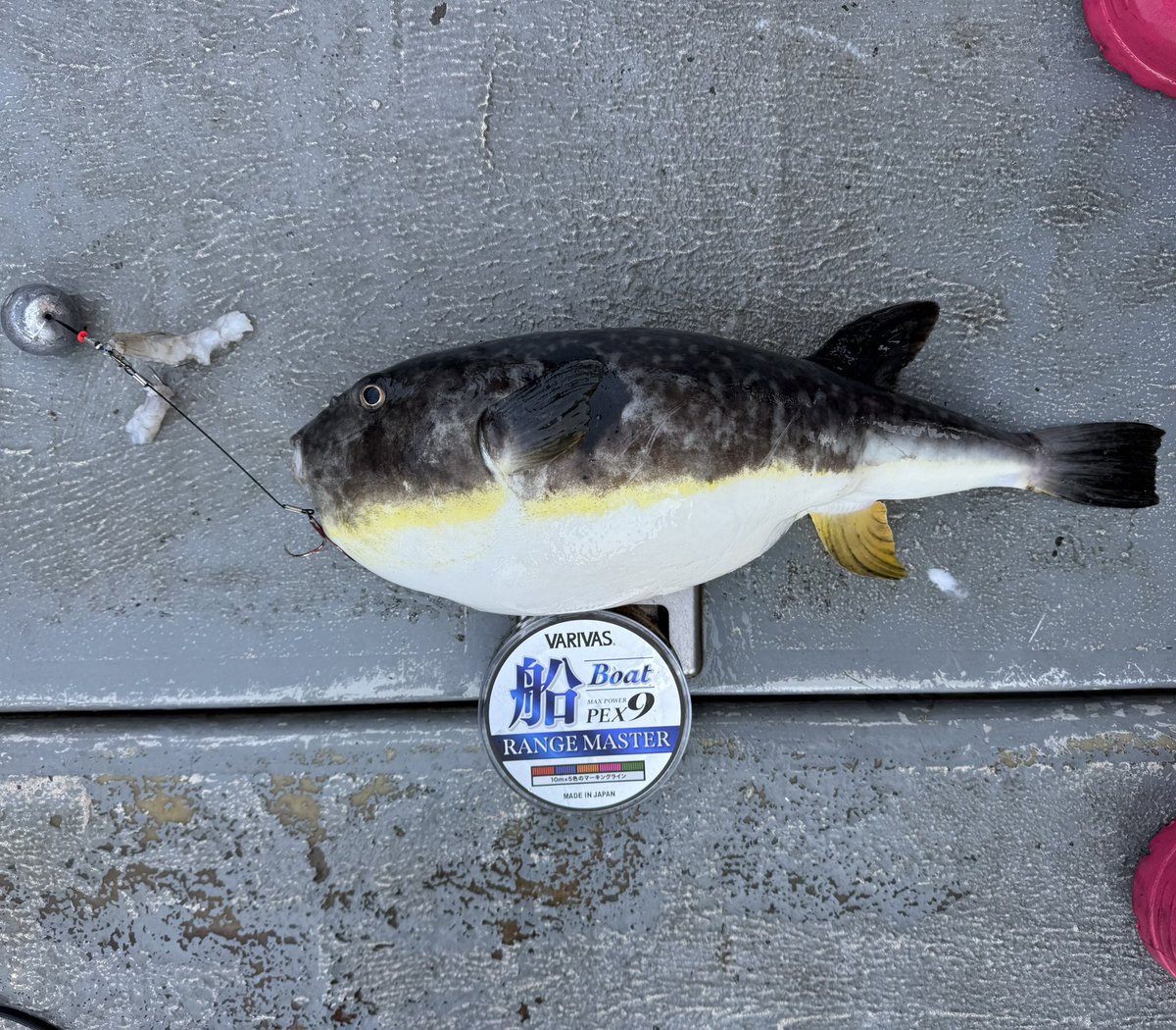 井上直美 tweet media