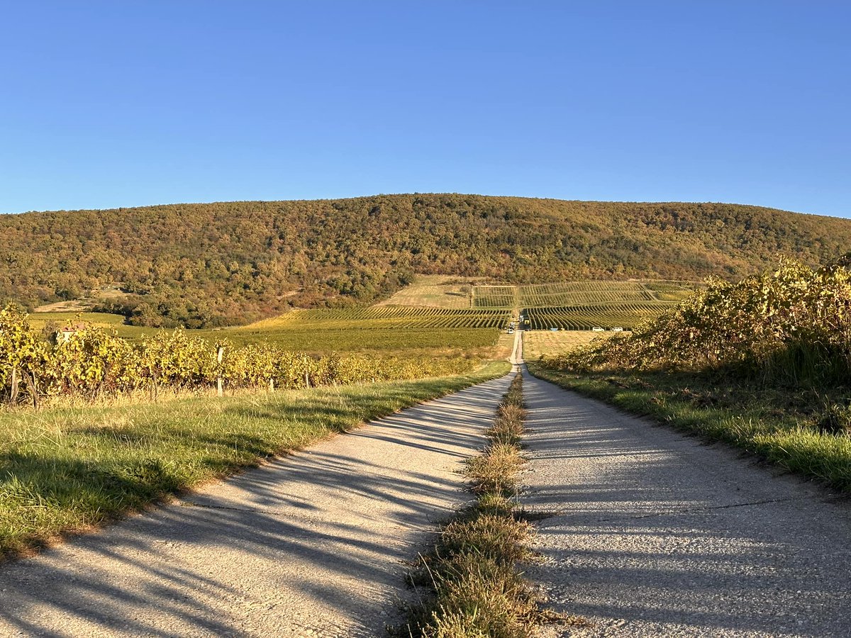 Wines of Hungary tweet media