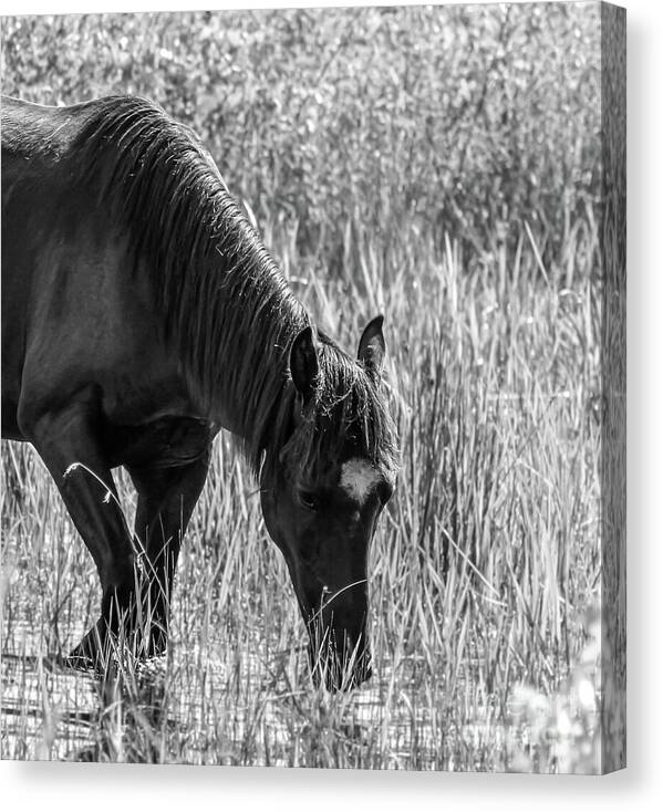 Joanne Carey Photography tweet media