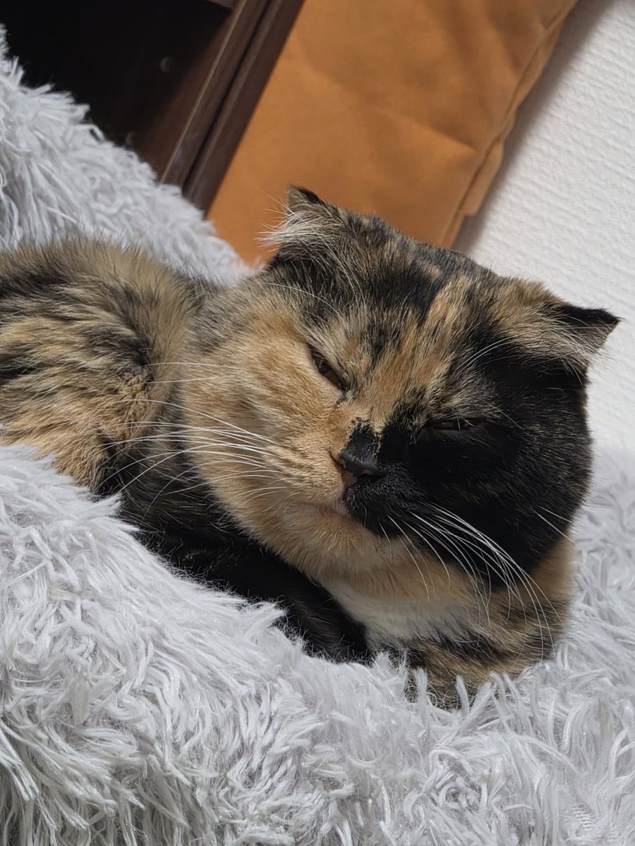 深川緑(しんせんりょく) tweet media