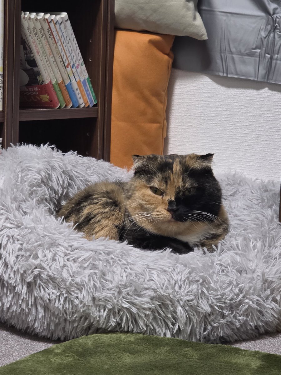 深川緑(しんせんりょく) tweet media