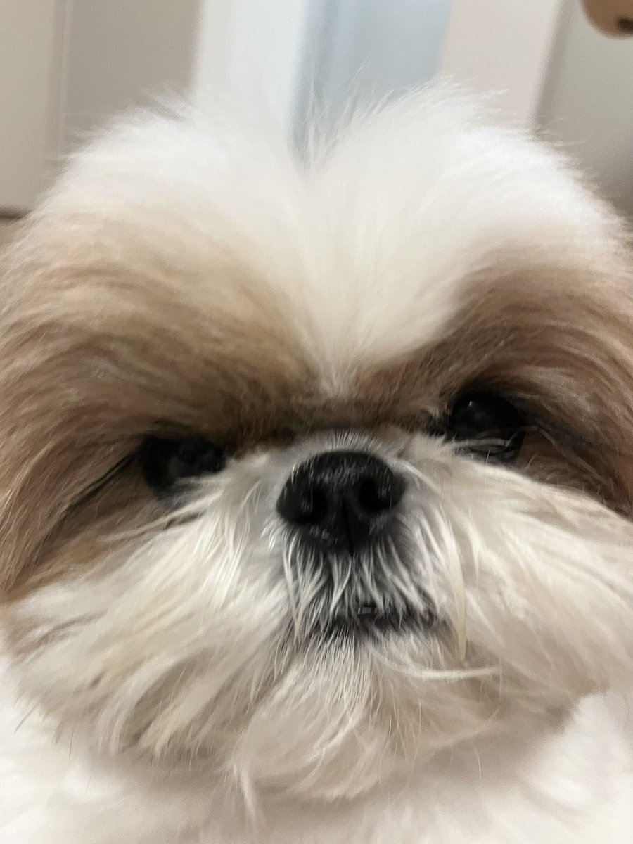 シーズー・パオ tweet media