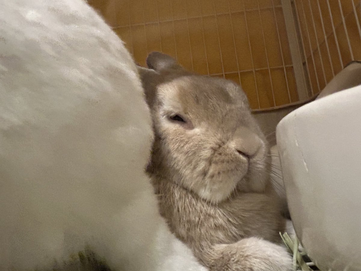 クッキー姉 tweet media