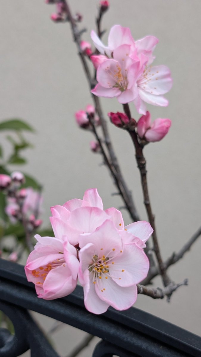 takarazukaJ31 tweet media