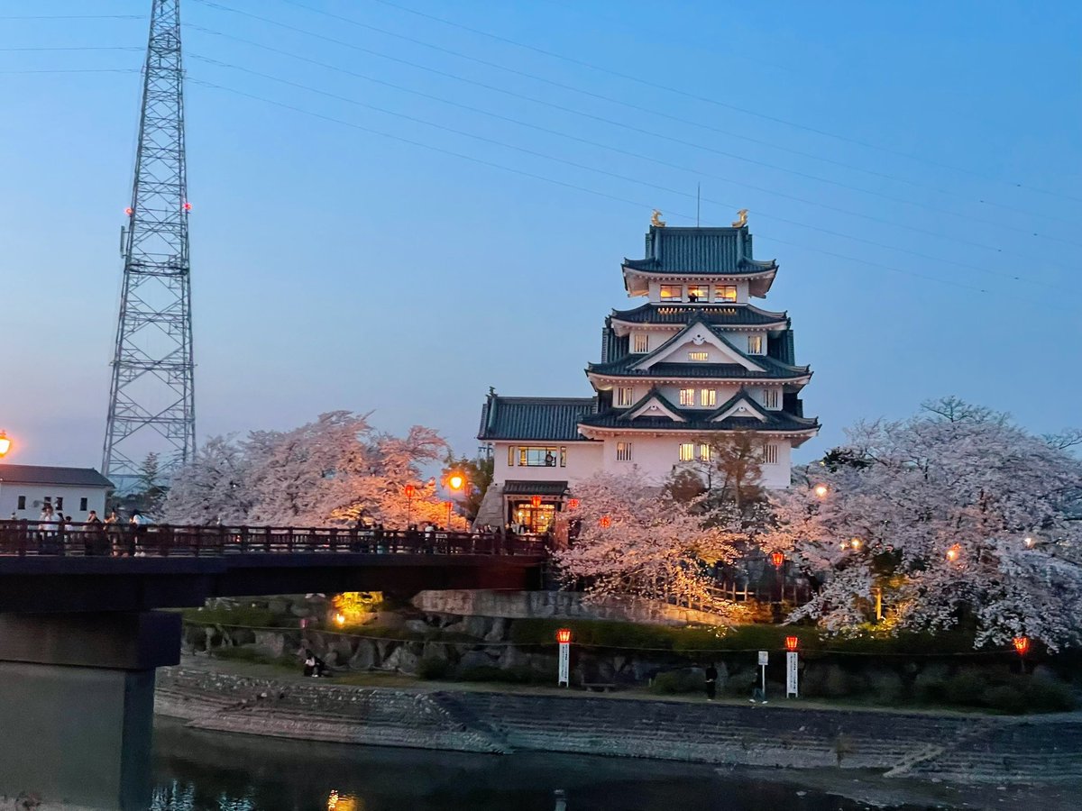 wayping0313's tweet photo. 一夜城🏯の桜、今週満開だよ🌸 https://t.co/uqJbCR5ULe