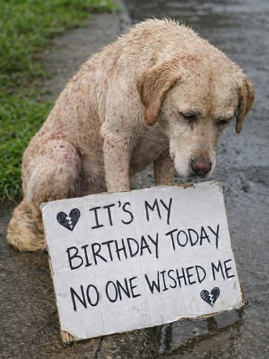 Popularpuppies © tweet media