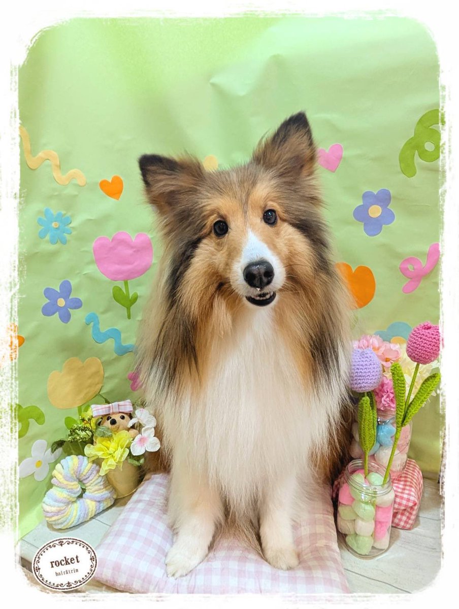 monet0311's tweet photo. ふわふわモネちん https://t.co/n7QbDB9odS