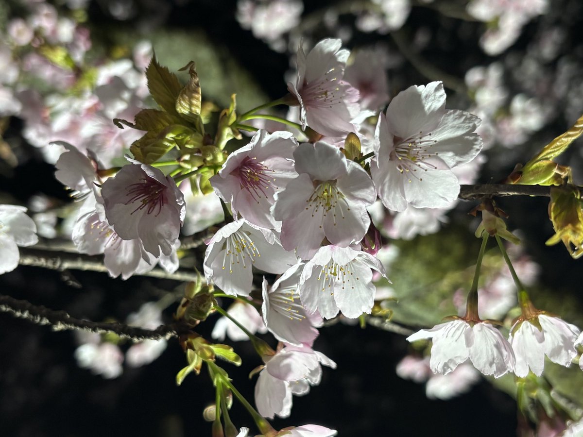 フィッツくん【自称】北陸ご当地キャラクター tweet media