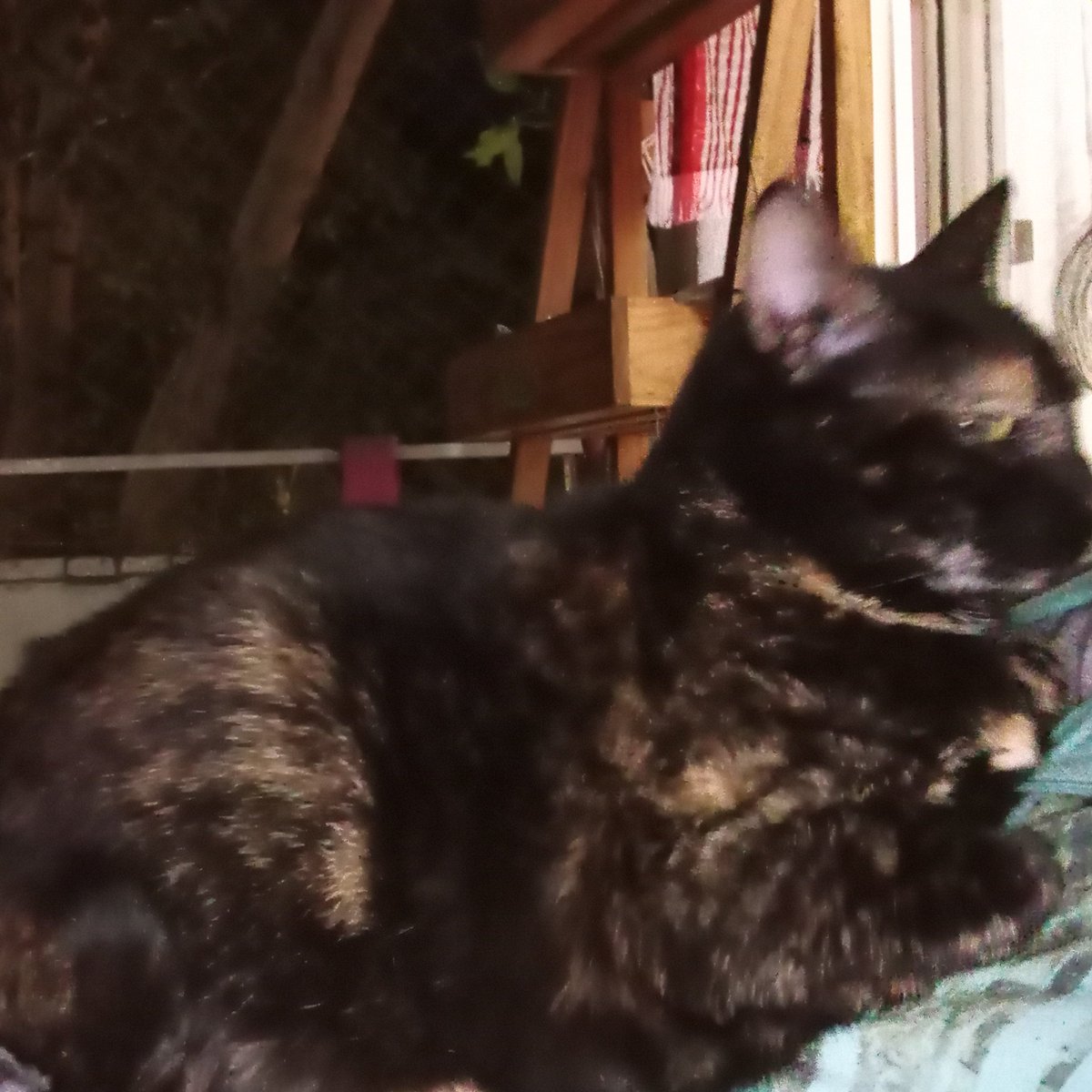 jaqui krai👀 greta es la dueña de esta cta 😳 tweet media