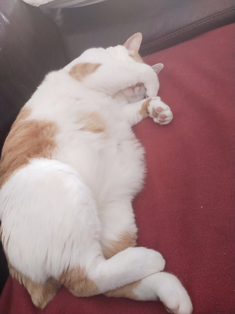 TiMalo19's tweet photo. Némo, chat d'amour https://t.co/dM1K3krHI0