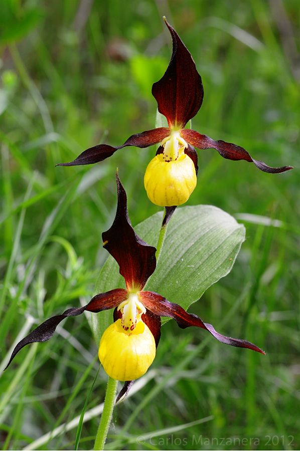 LUVIORIA's tweet image. Cypripedium calceolus (Lady's Slipper):
 A rare orchid species in Turkey, currently endangered. Its slipper-shaped labellum acts as a unique pollination trap to attract and guide specific insect pollinators.🕊️✨.

#Endemic #Biodiversity #life
#NatureLover  #flowers