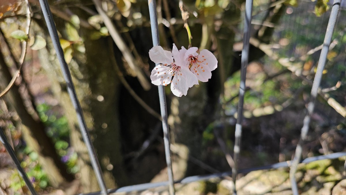 banantunder tweet media