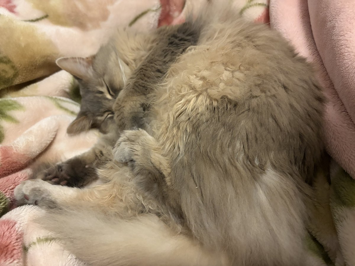 かんたま tweet media