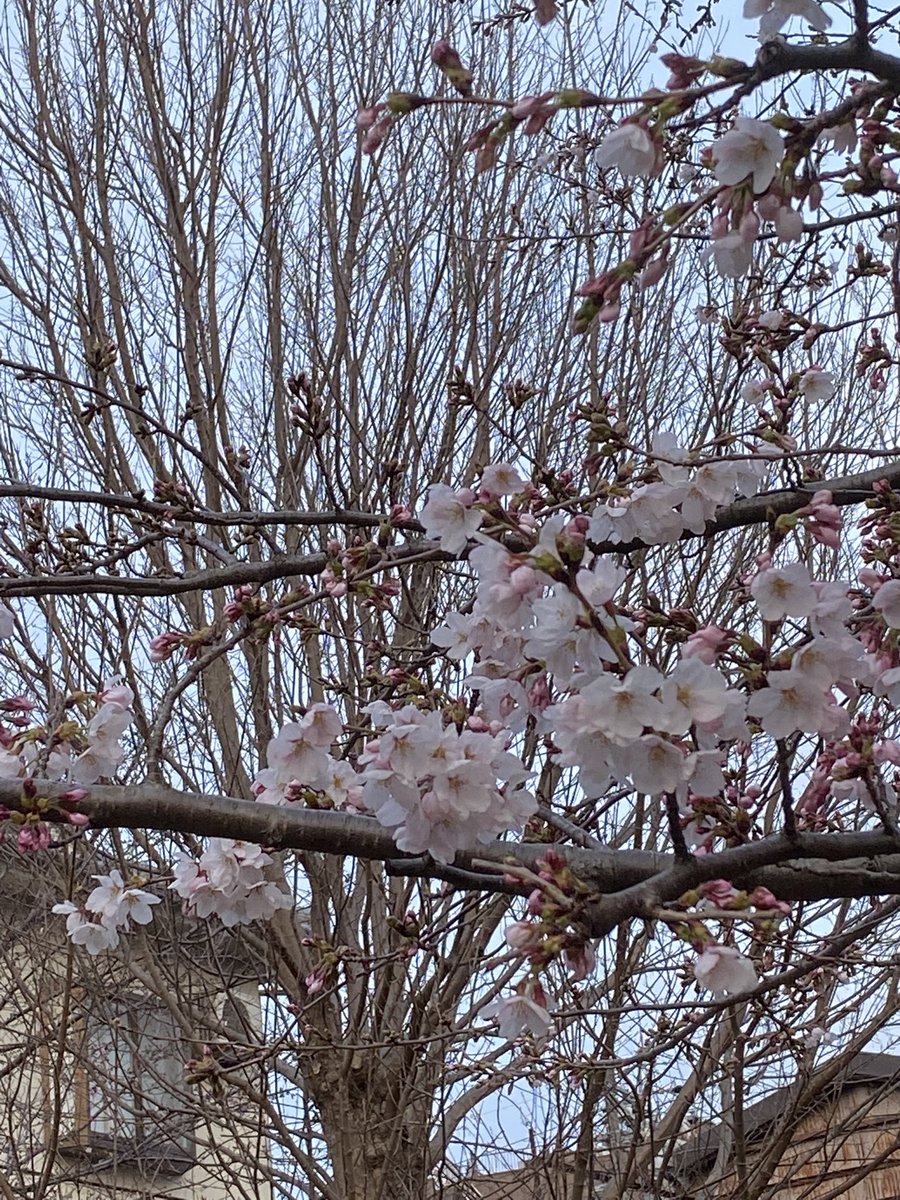 セルノア tweet media