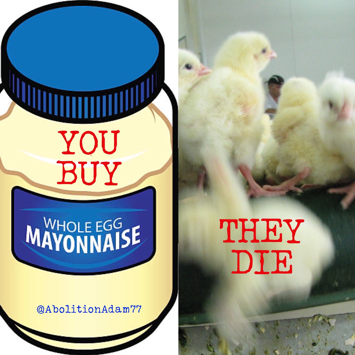 Adam Ⓥ🌱🌏🇦🇺✌️💙 tweet media