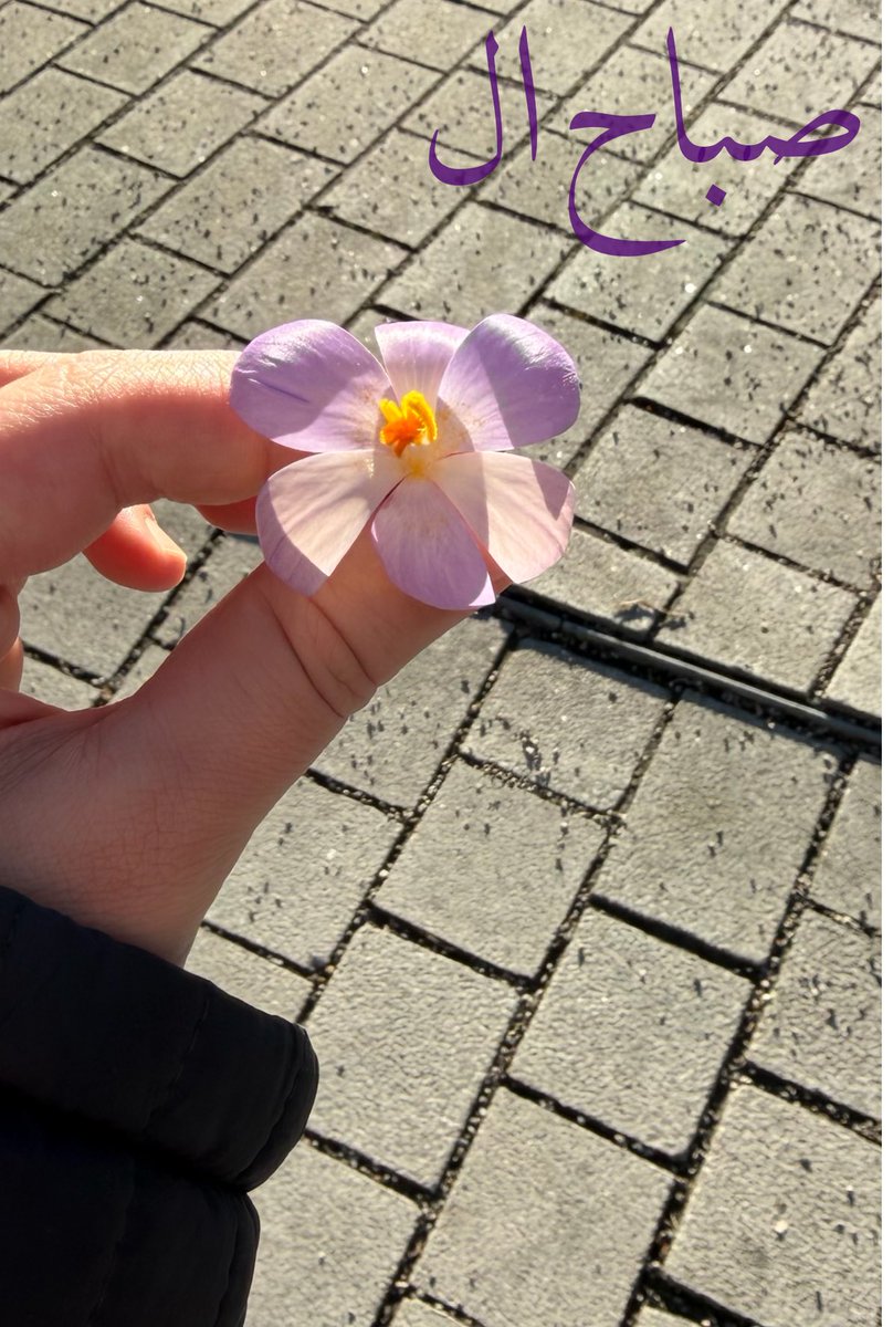 R 🇸🇾 tweet media