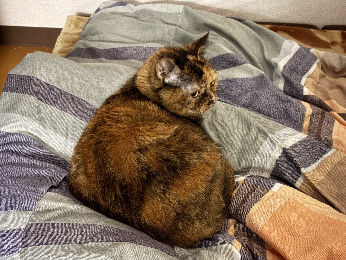 愛愛愛愛愛愛愛愛克斯 tweet media