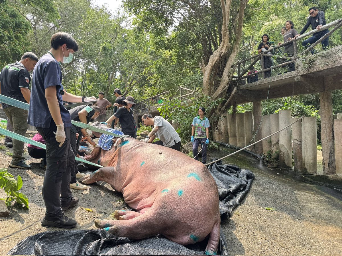 สวนสัตว์เปิดเขาเขียว Khao Kheow Open Zoo tweet media