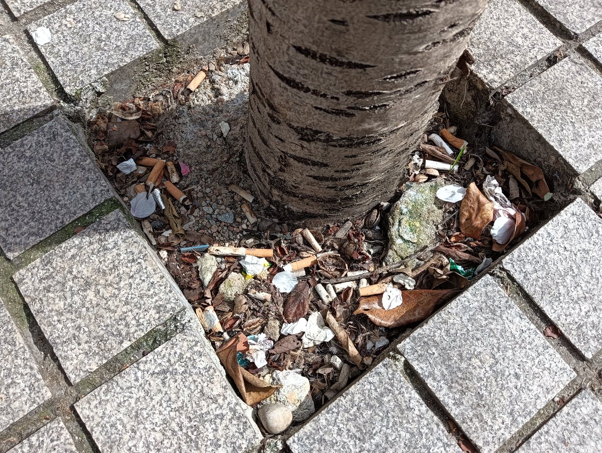 flora_vigo's tweet photo. Nuevo registro del 𝘏𝘰𝘮𝘰 𝘨𝘶𝘢𝘳𝘳𝘦𝘯𝘴𝘪𝘴 subsp. 𝘤𝘰𝘭𝘪𝘭𝘭𝘦𝘯𝘴𝘪𝘴 en un "minialcorque" de #Galicia.
#Homoguarrensis #civismo #educación #alcorque #alcorques #alcorquesvivos https://t.co/36fmUhRXO3
