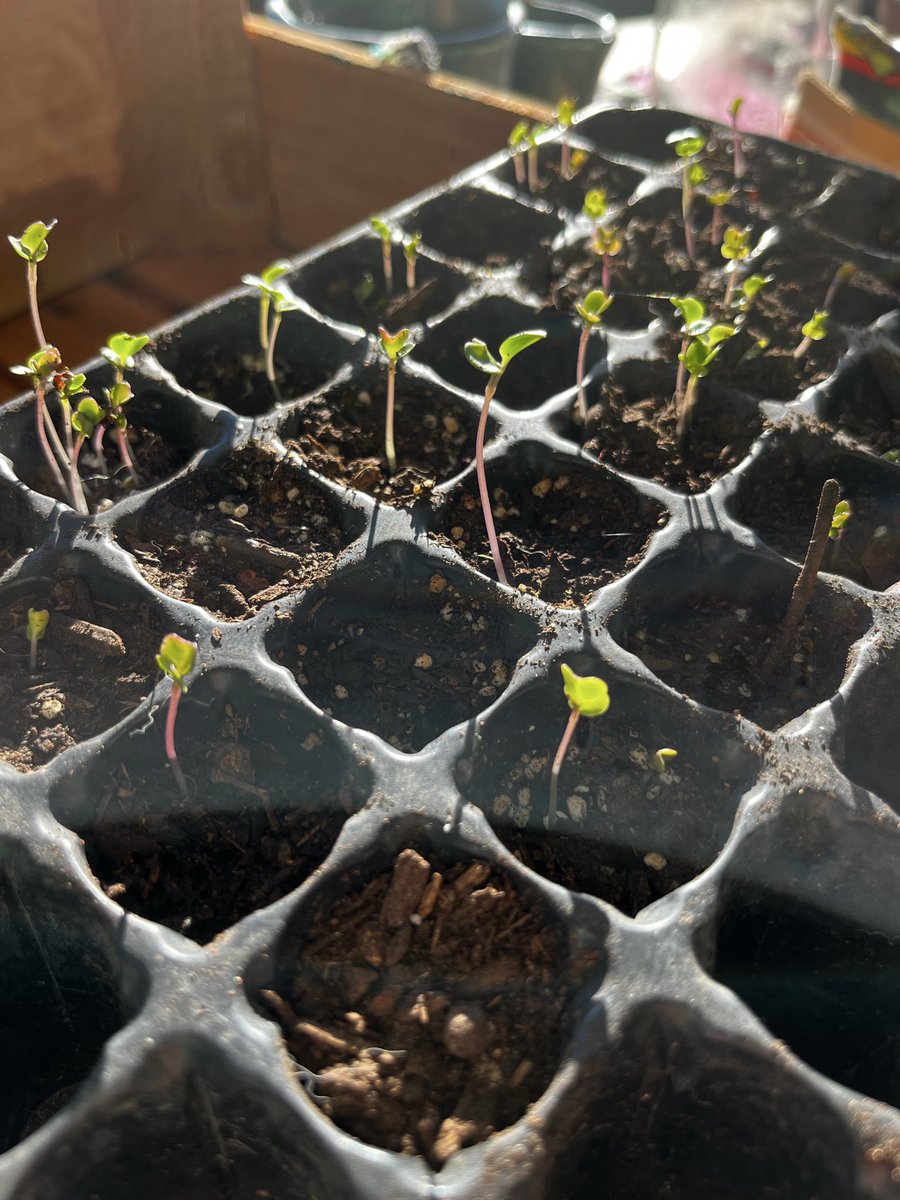 Mona y lisa tweet media